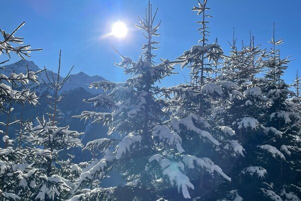 Verschneite Tannen vor Bergpanorama im Montafon
