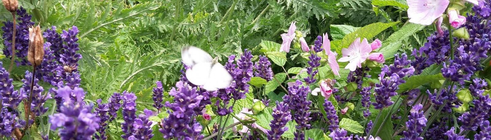 Bergpanorama im Sommer
