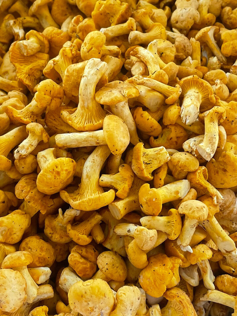 Fresh chanterelles at Restaurant Bergerhof
